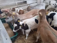 सांड, लिमोज़िन गाय — फ़ोटो 2
