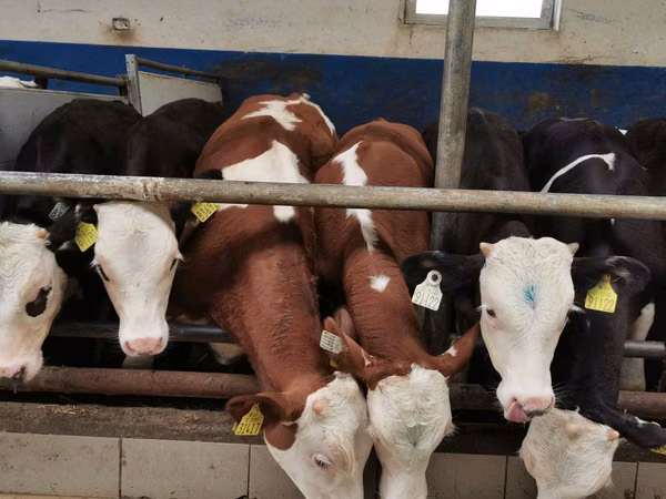 मवेशी (लॉट, लिंग निर्दिष्ट नहीं), Simmental cattle