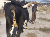 بقرة, Russian Black pied cattle — الصورة 7