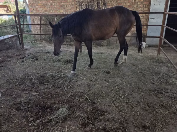 母马, Thoroughbred horse