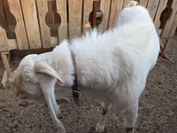 تيس, Gulabi goats — الصورة 4