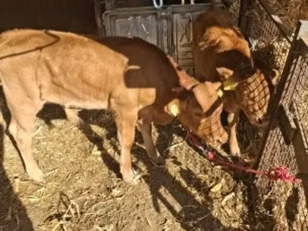 Bull, Limousin cow