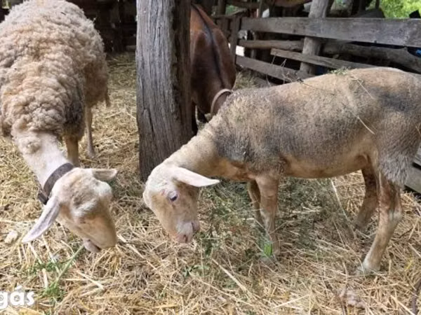 Oveja, Lacaune sheep