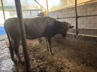 Vache, Swiss cattle — photo 6