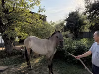公马, Tiger horse — 照片 2