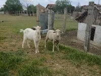Widder, Merino sheep — Foto 2