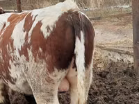 Bulle, Simmental cattle — Foto 3