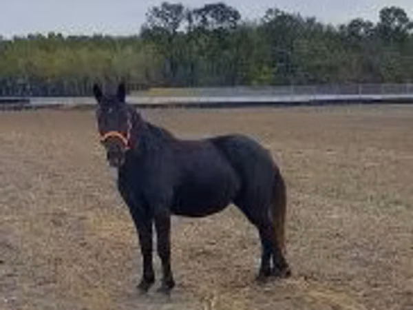 Jument, Hungarian horse breed