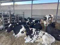 Kuh, Holstein-Rasse — Foto 1