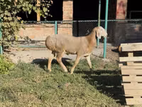 मेढ़ा, Arashan sheep — फ़ोटो 5