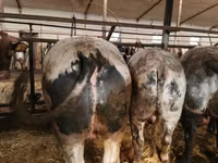 牛只（批次，未指定性别）, Simmental cattle — 照片 3