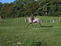 公马, Horses — 照片 4