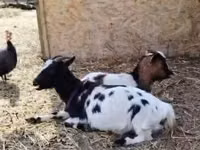 عنزة, Nigerian dwarf goats — الصورة 1