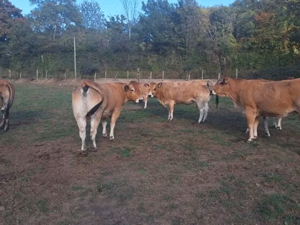 Vache, Partenaise cattle