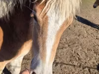 Mare, Haflinger — photo 3