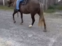 Cheval, Rocky Mountain Horse — photo 8