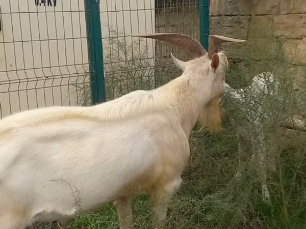 Cabras (lote, sexo no especificado), Cabras