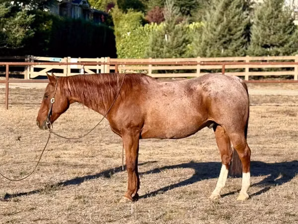 公马, Quarter Horse