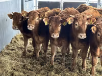 أبقار (دفعة، الجنس غير محدد), Simmental cattle — الصورة 3