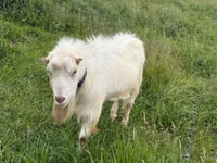 Billy Goat, LaMancha goats — photo 1
