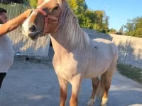 Horse (M), Horses — photo 1