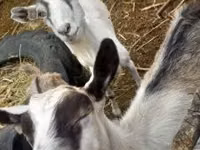 Goat, Goats — photo 2