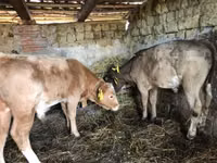 公牛, Simmental cattle — 照片 3