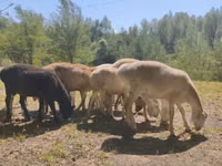 Carnero, Afghan Arabi sheep — foto 4