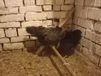 Chickens — फ़ोटो 1
