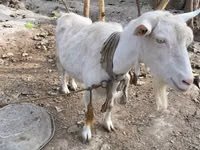 Chèvre, Fergana goat — photo 1