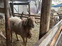 Ram, Arashan sheep — photo 2