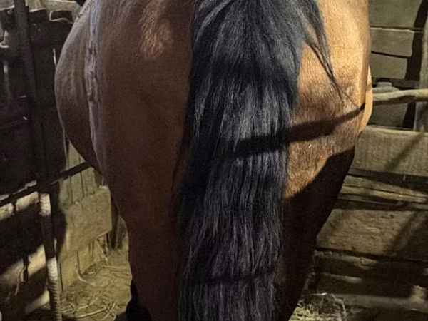 Jument, Chevaux