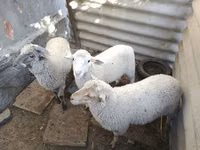 Widder, Yecheng sheep — Foto 2