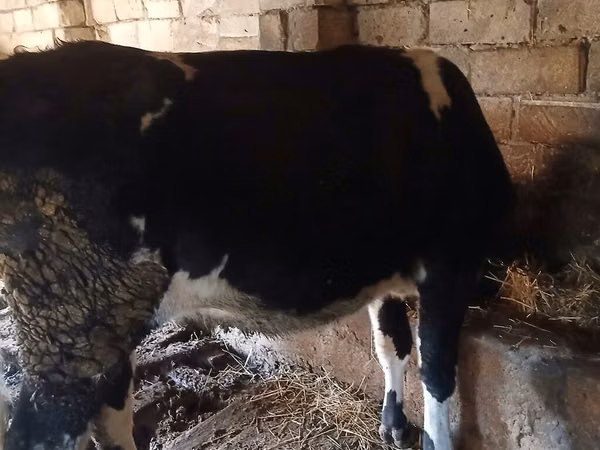 Vache, Yak sauvage