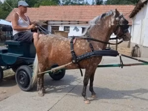 母马, Berber horse
