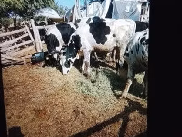ثور, Russian Black pied cattle