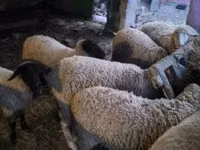 绵羊（批次，未指定性别）, Suffolk sheep — 照片 4