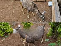 母山羊, Toggenburg goat — 照片 2