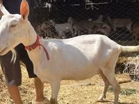 Goat, Saanen goat — photo 5