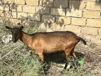 Chèvre, Alpine goat — photo 2