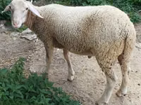 Carnero, Luzein sheep — foto 1