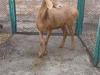 भेड़, Arashan sheep — फ़ोटो 3