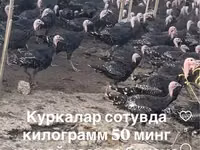 Slovenian Silver Hen — photo 1