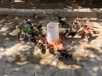 Ducks — photo 2