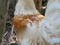 Chickens — photo 2