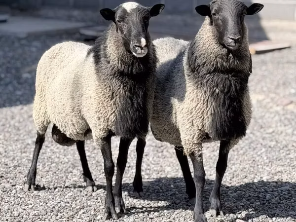 Schaf, Romanov sheep