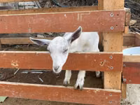 Chèvre, Fergana goat — photo 4