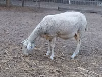 Schaf, Lacaune sheep — Foto 7