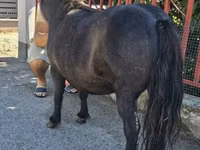 فرس, American shetland pony — الصورة 3