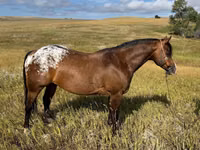 حصان, Horses of Sable Island — الصورة 1